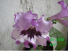 DS-1449.jpg