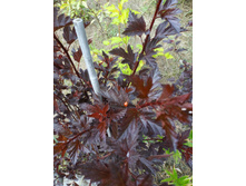 ������������� ���� �� ���