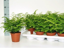 �������� ���� (Adiantum Fritz Luthii) - 400 ���.