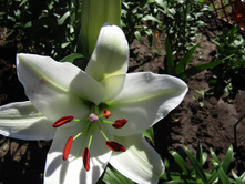 ����� ���� ���������� IMG 1451.JPG