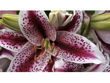 ����� ����������