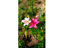 IMG 20190719 102605.jpg