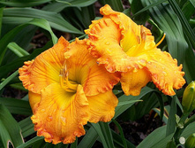 �������� ����� ������(Orange Nassau). - 250 ���.   ����� 5-6 ��.