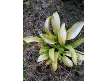 ���� ������