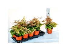 �������� ( ��� ������� ����� ) ���� ������ ������  ( Adiantum Scutum Roseum)