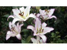 ����� �������