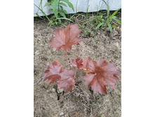 ��������� �����