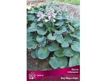 ����� ��������� BLUE MOUSE EARS  ��� ���� ��� 110,0.jpg