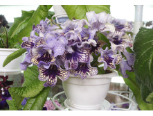 Harlequine Lace �.jpg