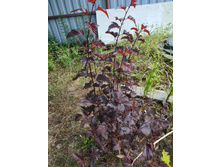 ������ ����