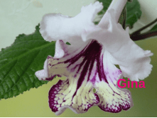 Gina (Kl).png