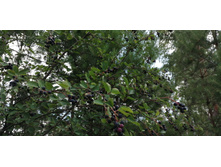 IMG 20190714 122005 BURST001 COVER.jpg