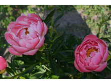 ���� ���� ������� � ֣���� ����������