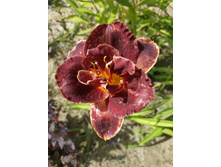 ���� �����