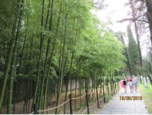 ��� �������