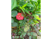 IMG 20190630 175921.jpg