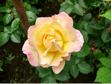 IMG 20170722 191455 HDR.jpg