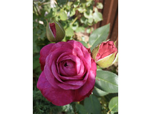 IMG 20190714 095237.jpg