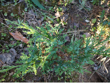 ������������ ��������