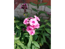 IMG 20190714 093901.jpg