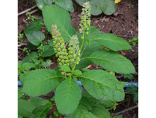 ��������� (��������� ����)