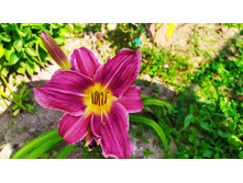 �������� ������ ��� ���