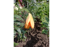 IMG 20190721 125519.jpg