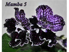 Mamba 5.JPG