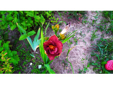 �������� ���� ������ ;Night Embers