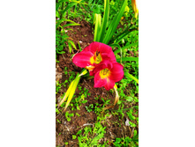 ������ ��� ����