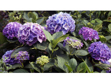 ��������� � � ������