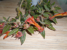 DSCN6274.JPG