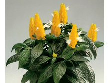 ���������� (�.�.) - �/� 150 ���.