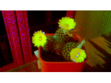 ������� Formosa