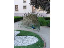 ������ ������