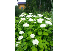 ��������� ����������� �� 100���