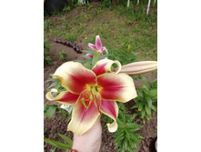 ����� ��-������� FLAVIA IMG 20190706 110216.jpg