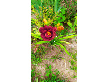 �������� ���� ������