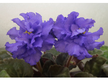 ��-����� ���.jpg