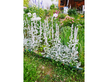 ������ ���������� 30- 50 ���