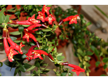 ���������� ���� ���� - 150 ���.