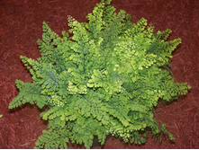 �������� ���� (Adiantum Fritz Luthii)