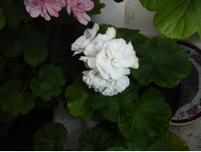 ������������ ����