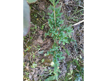 ������������ ����� ������