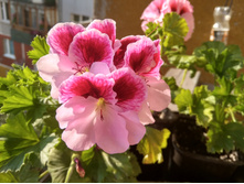 IMG 20190726 062233 HDR.jpg