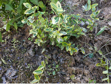 ��������� ������� �������� ����