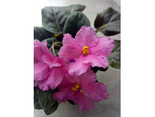 ������ (���������)