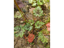 �������� ������