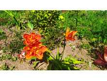 IMG 20190728 094213.jpg