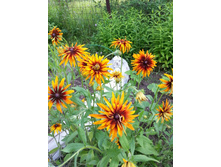 �������� �������� 80���